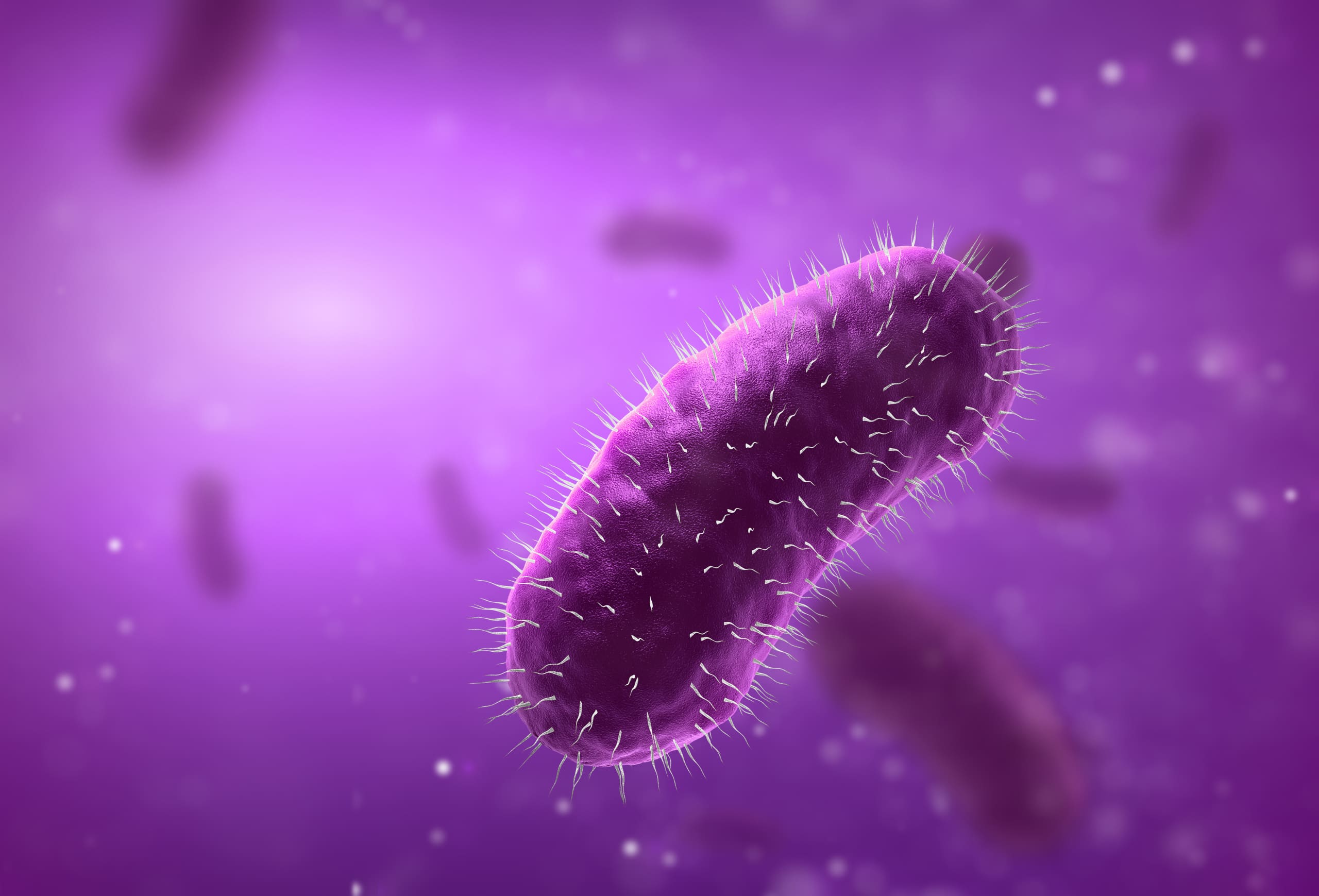 Escherichia Coli