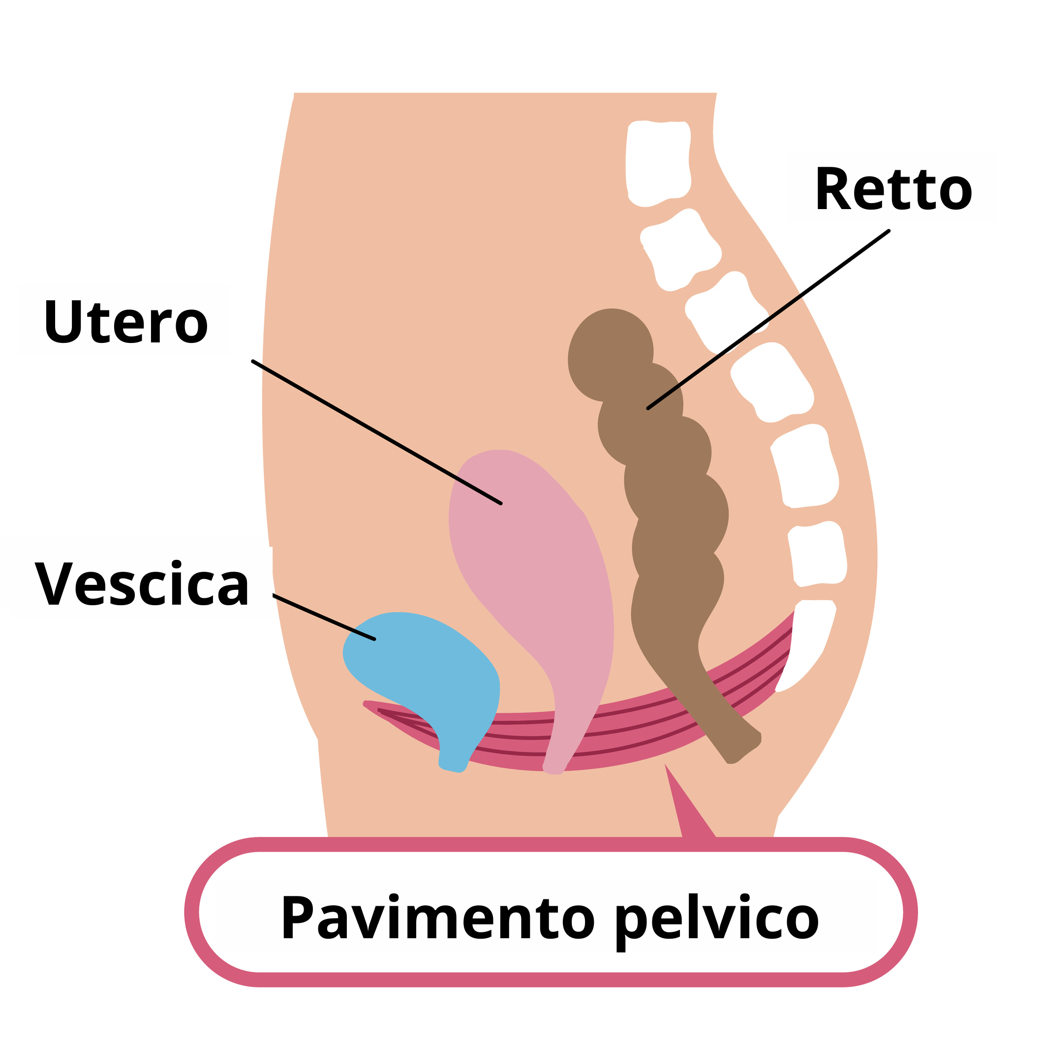 Pavimento Pelvico | Dimann